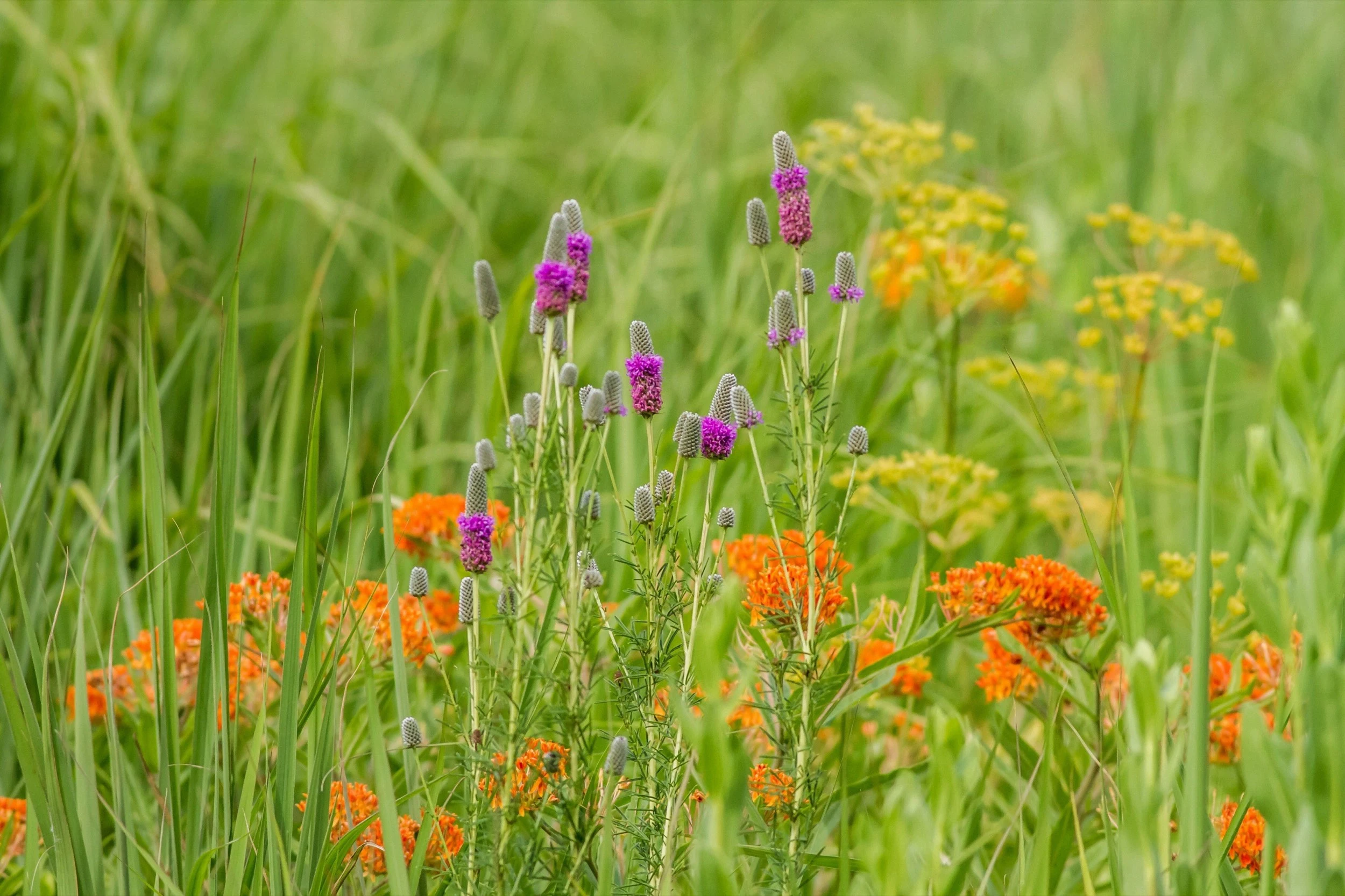 A native garden in full bloom