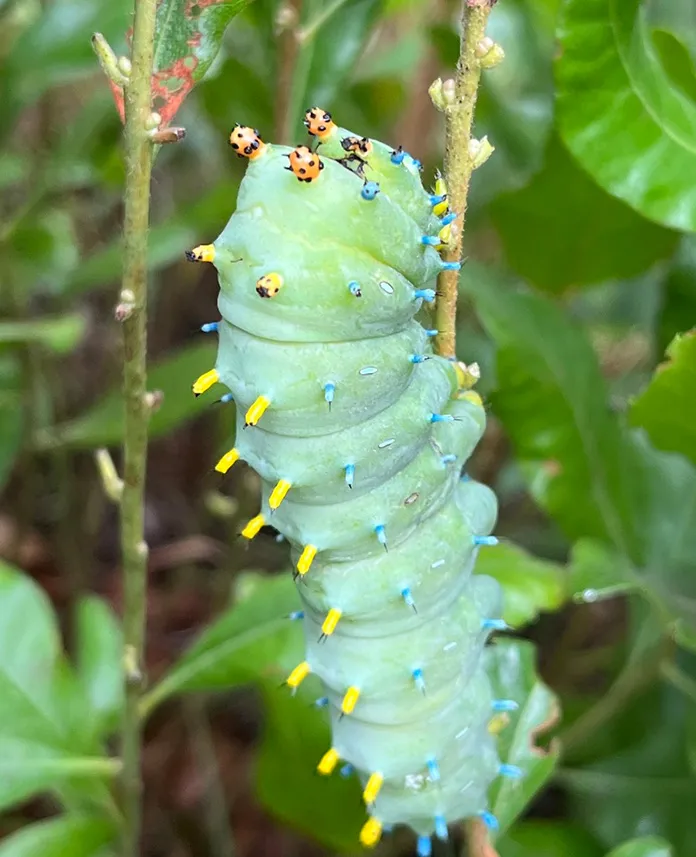 A cecropia moth caterpillar on a native host plant
