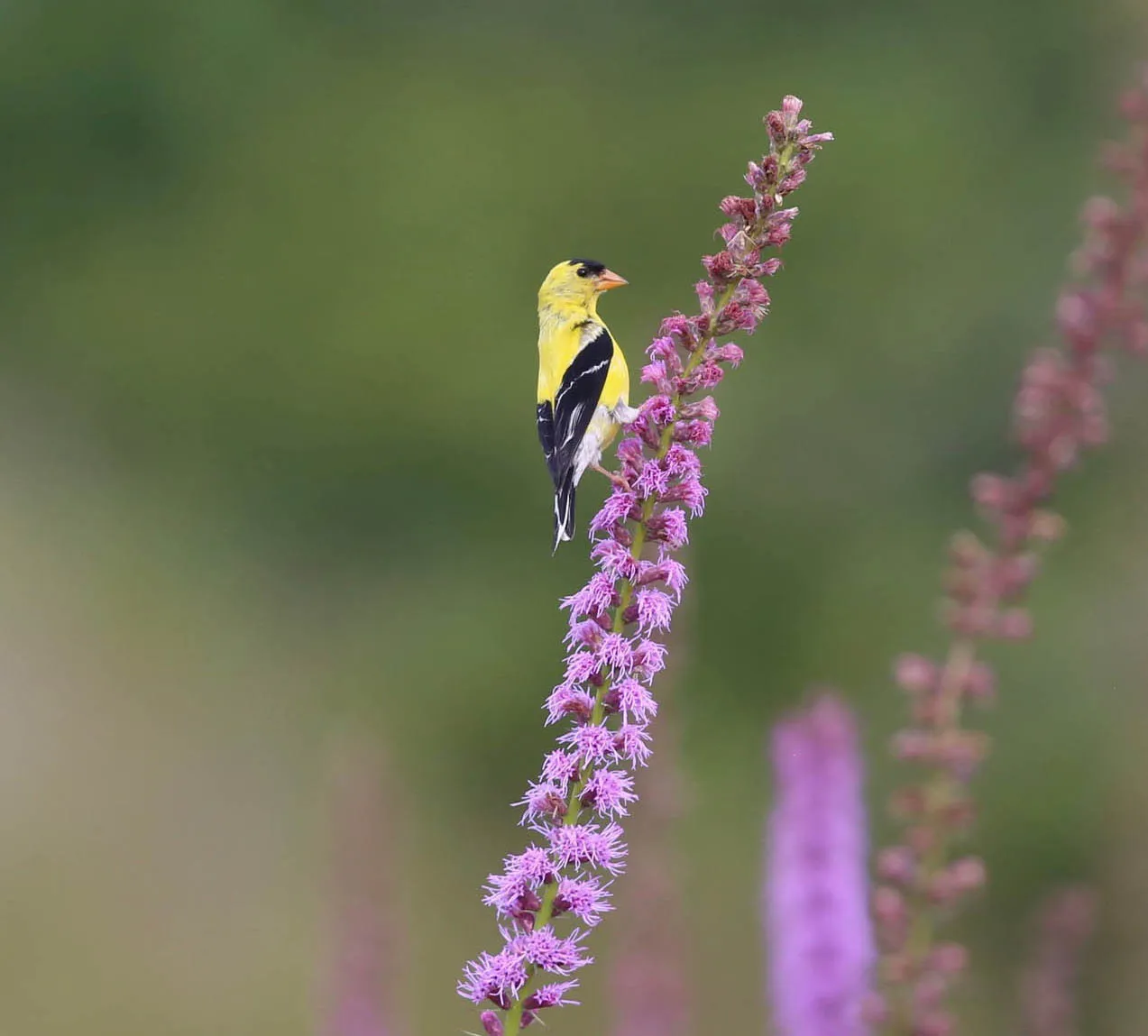 An American goldfinch perched on blazing star blooms