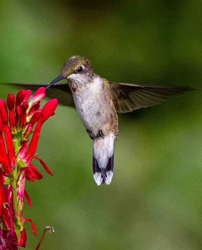 A ruby-throated hummingbird feeding at cardinal flower