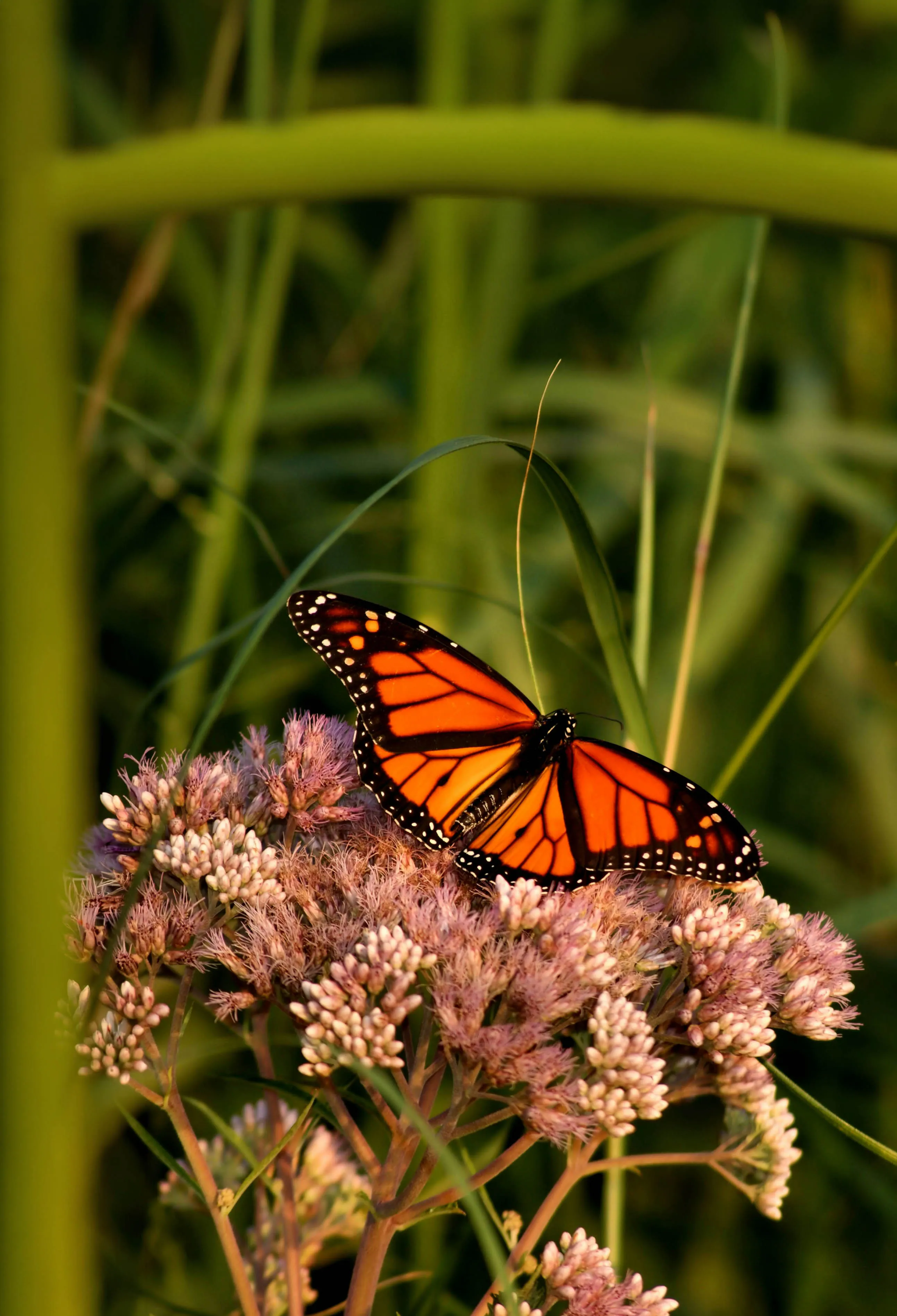 A monarch butterfly on native joe-pye weed, the habitat invasive plants displace